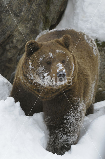 Bruine beer (Ursus arctos)