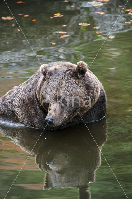 Brown Bear (Ursus arctos)