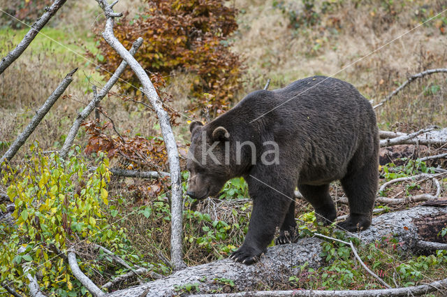 Bruine beer (Ursus arctos)