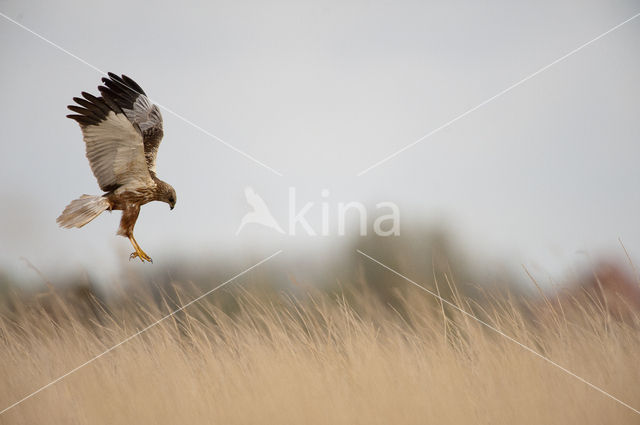 Bruine Kiekendief (Circus aeruginosus)