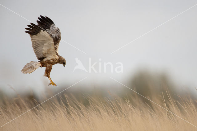 Bruine Kiekendief (Circus aeruginosus)