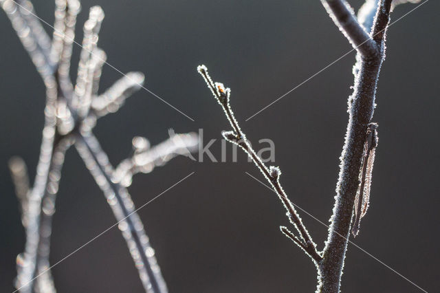 Bruine winterjuffer (Sympecma fusca)