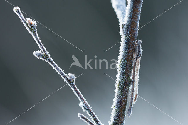 Bruine winterjuffer (Sympecma fusca)