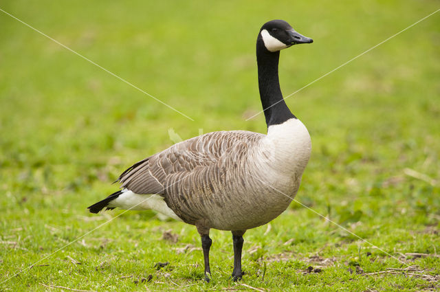 Canadese Gans (Branta canadensis)