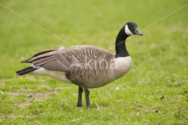 Canada Goose (Branta canadensis)