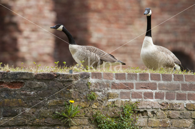 Canadese Gans (Branta canadensis)