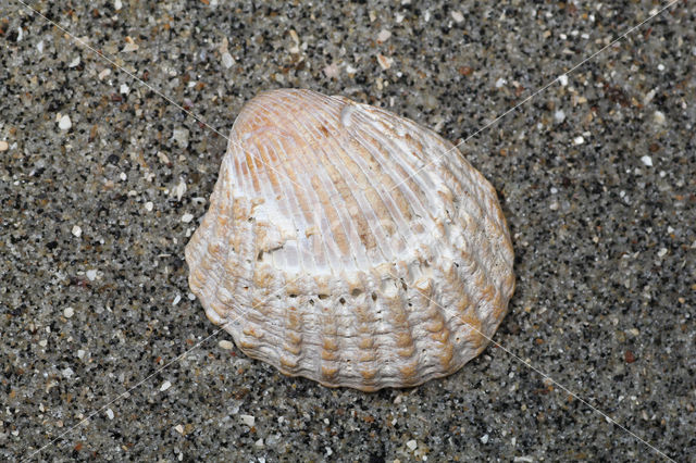 Cardites squamulosa scaldensis