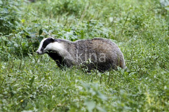 Badger (Meles meles)