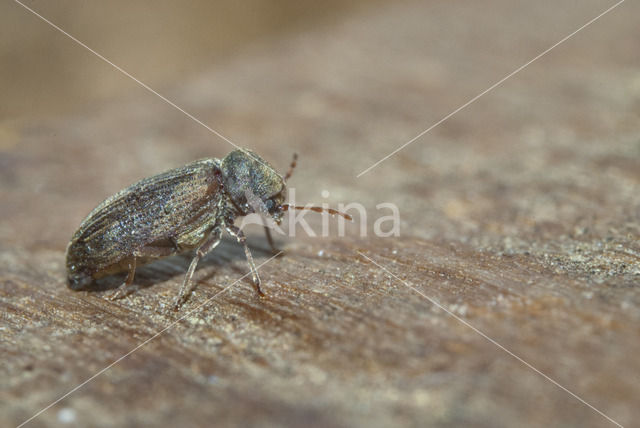 furniture beetle (Anobium punctatum)