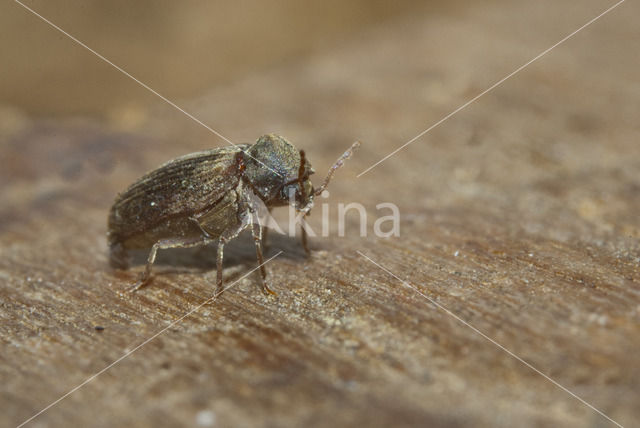 Doodskloppertje (Anobium punctatum)