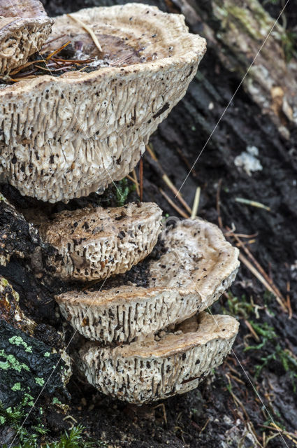 Oak Mazegill (Daedalea quercina)