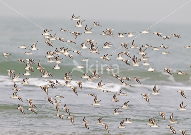Drieteenstrandloper (Calidris alba)