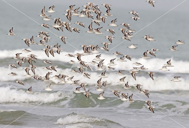 Drieteenstrandloper (Calidris alba)