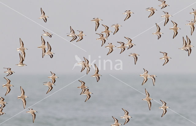 Drieteenstrandloper (Calidris alba)