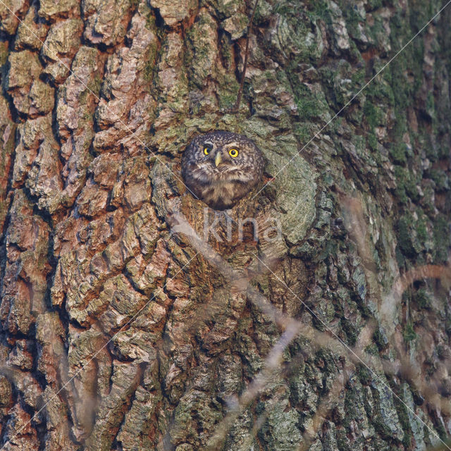 Eurasian Pygmy-Owl (Glaucidium passerinum)