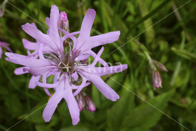 Echte koekoeksbloem (Lychnis flos-cuculi)