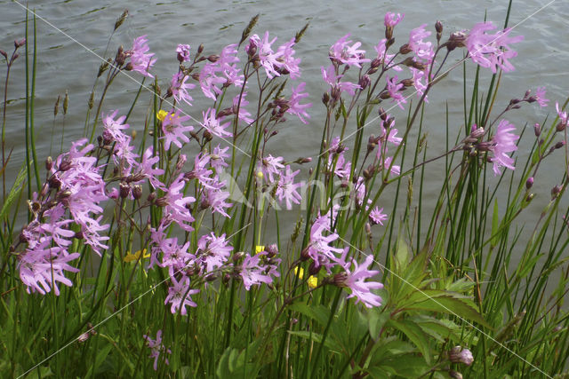 Echte koekoeksbloem (Lychnis flos-cuculi)