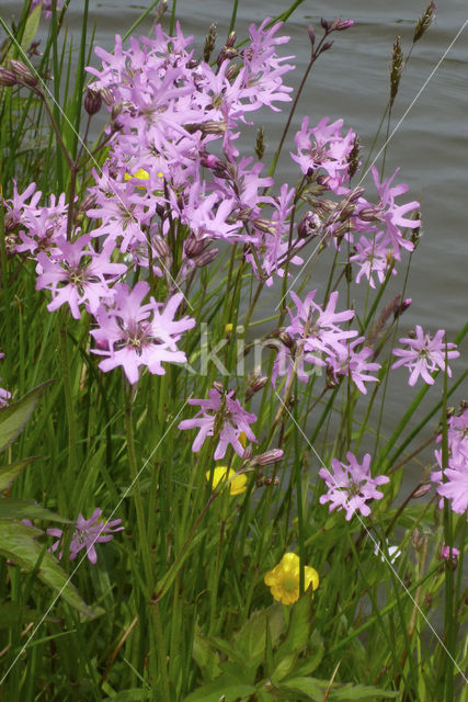 Ragged-Robin (Lychnis flos-cuculi)