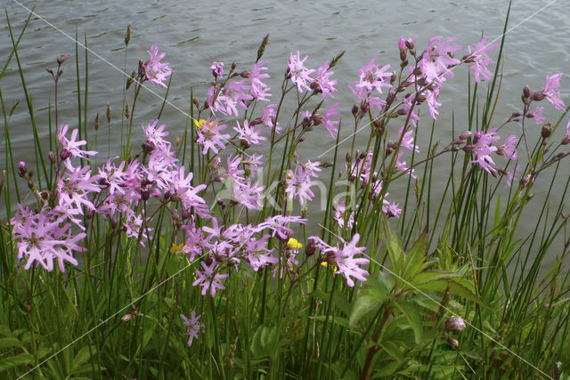 Echte koekoeksbloem (Lychnis flos-cuculi)