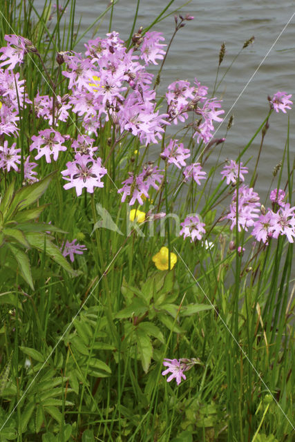 Echte koekoeksbloem (Lychnis flos-cuculi)