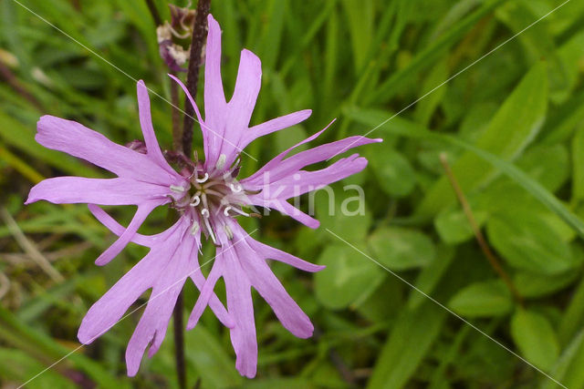 Ragged-Robin (Lychnis flos-cuculi)