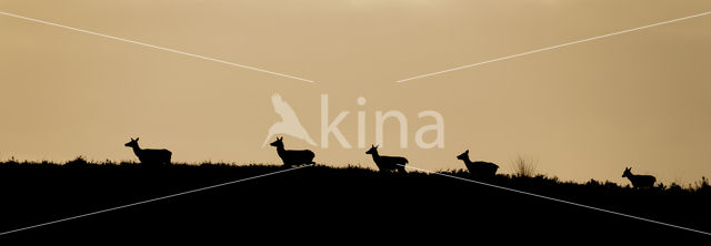 Red Deer (Cervus elaphus)