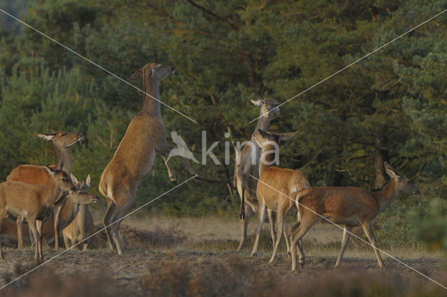 Red Deer (Cervus elaphus)