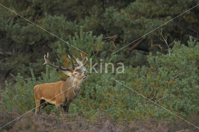Red Deer (Cervus elaphus)