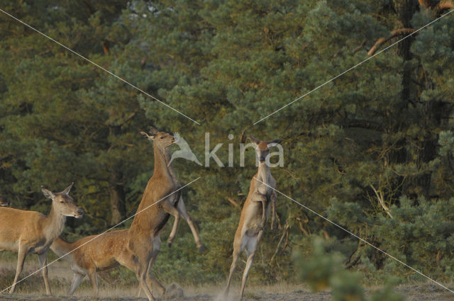 Edelhert (Cervus elaphus)