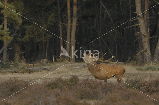 Red Deer (Cervus elaphus)