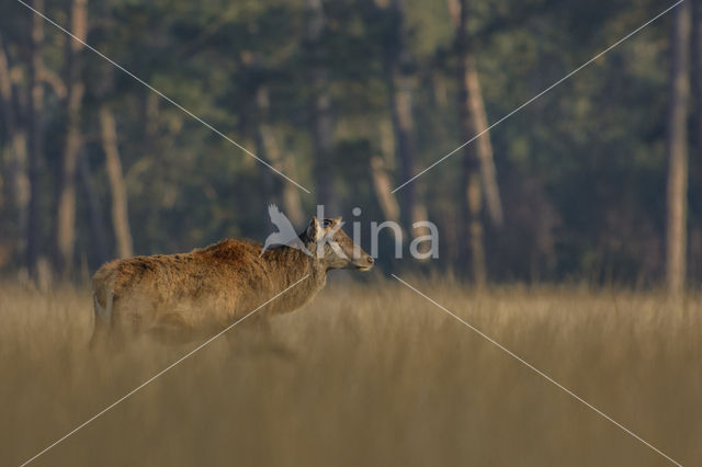 Red Deer (Cervus elaphus)