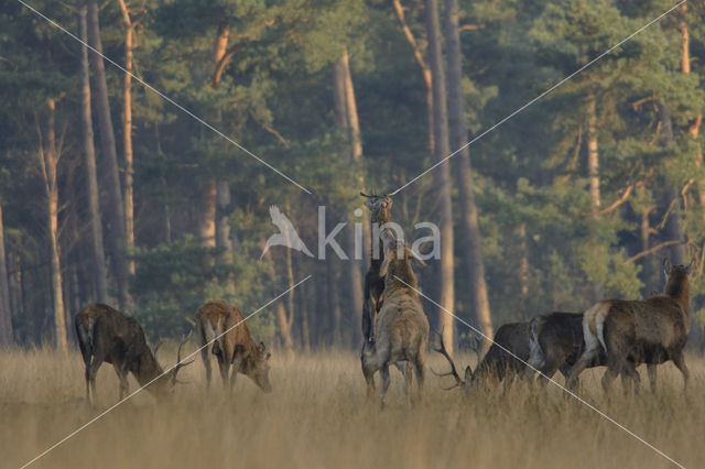 Red Deer (Cervus elaphus)