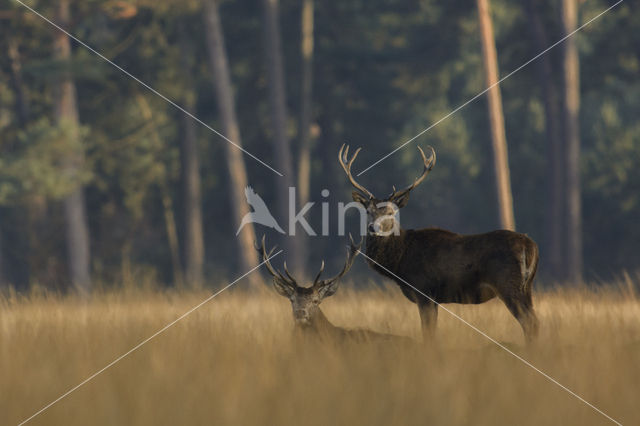 Red Deer (Cervus elaphus)