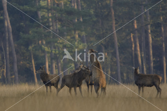 Red Deer (Cervus elaphus)