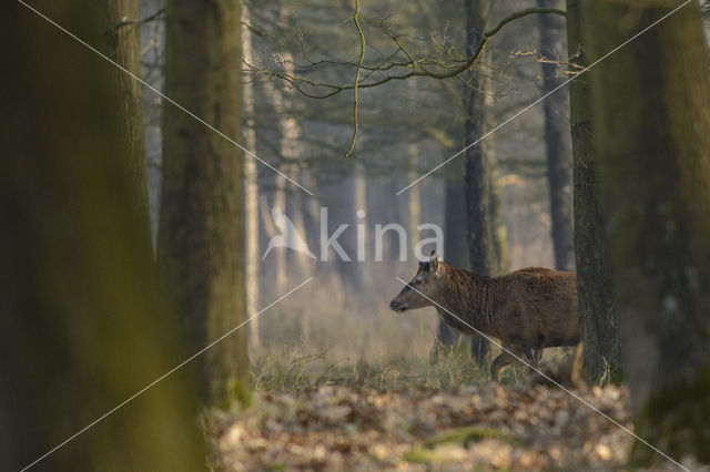 Red Deer (Cervus elaphus)