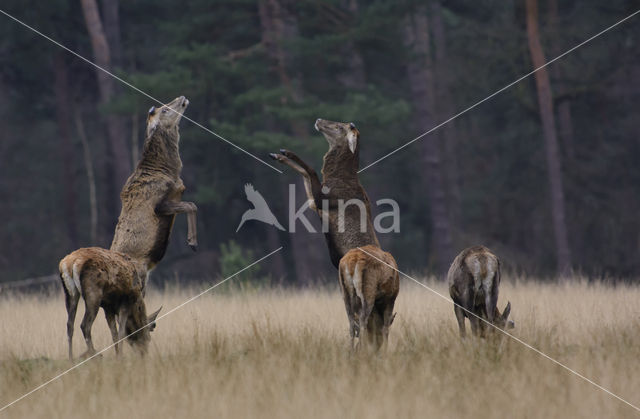 Red Deer (Cervus elaphus)