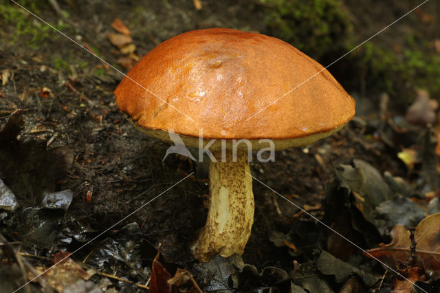 Orange oak bolete (Leccinum quercinum)