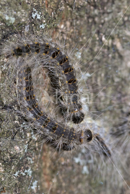 Oak processionary  moth (Thaumetopoea processionea)