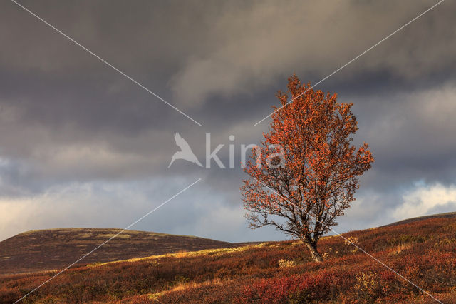 Einundalen