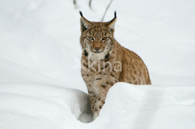 Eurasian Lynx (Lynx lynx)