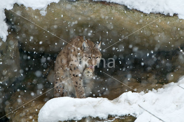 Euraziatische lynx (Lynx lynx)