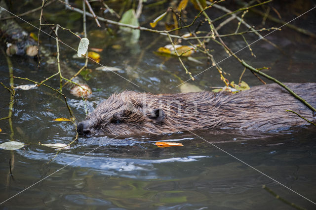 Europese bever (Castor fiber)