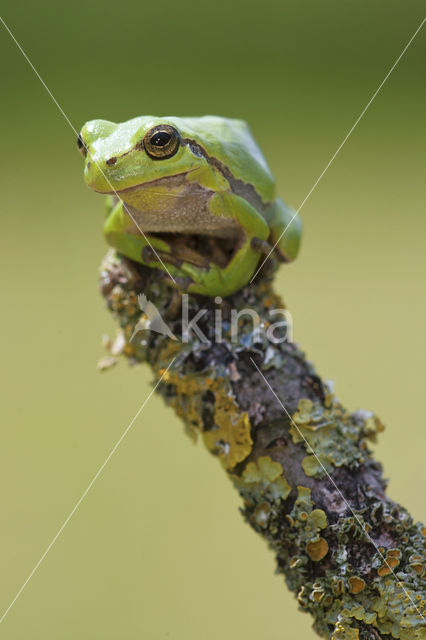 European Tree Frog (Hyla arborea)