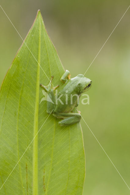 European Tree Frog (Hyla arborea)