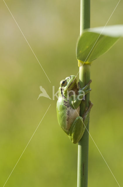 European Tree Frog (Hyla arborea)