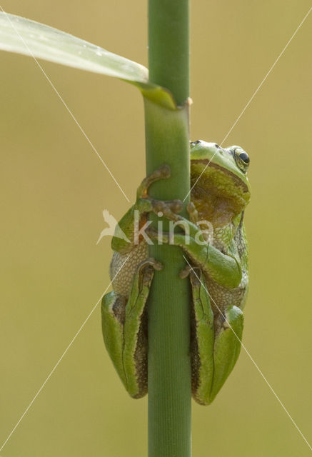 European Tree Frog (Hyla arborea)