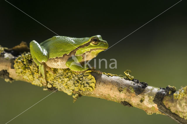 European Tree Frog (Hyla arborea)