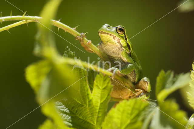 Europese boomkikker (Hyla arborea)