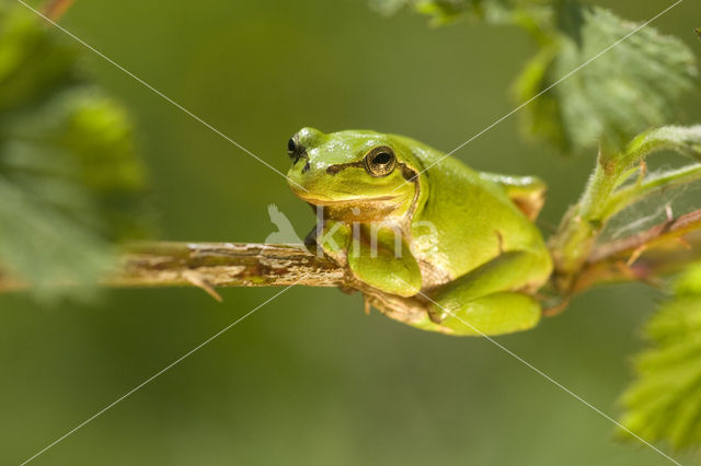 European Tree Frog (Hyla arborea)