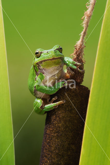 European Tree Frog (Hyla arborea)